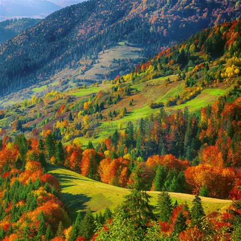 The Mountain Autumn Landscape With Colorful Forest Stock Image Image