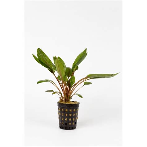 Wendtii, can grow very tall especially under a light with low intensities. Cryptocoryne wendtii