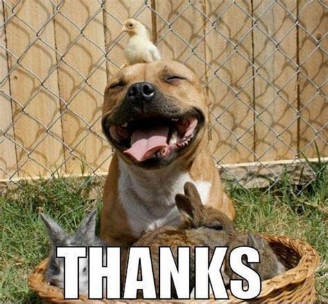101 Funny Thank You Memes To Say Thanks For A Job Well Done Pitbulls