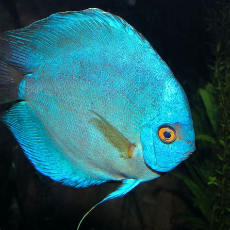 50 states and capitals in alphabetical order. Aquarium Fish Names In Alphabetical Order - 1000+ Aquarium ...