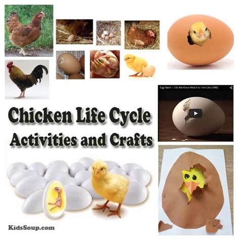 Chicken Life Cycle Activities And Crafts Chicken Life Cycle Chicken