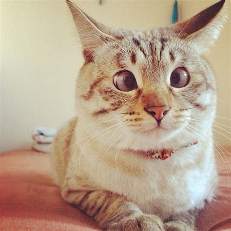 Cross Eyed Cat Catswhatta Face Pinterest