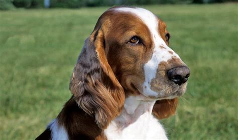 Welsh Springer Spaniel Dog Breed Information
