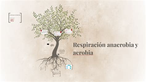 Respiración anaerobia y aerobia by Melannie Ruiz
