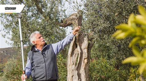 Generalmente la potatura di formazione viene effettuata soprattutto sugli esemplari più giovani, o sui prebonsai; Olivo: potatura ornamentale - potatura dell'olivo - 7 ...