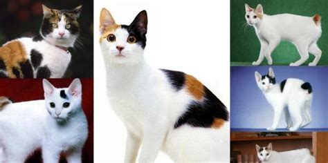 Japanese Bobtail Cat Breed Personality Behavior Facts And