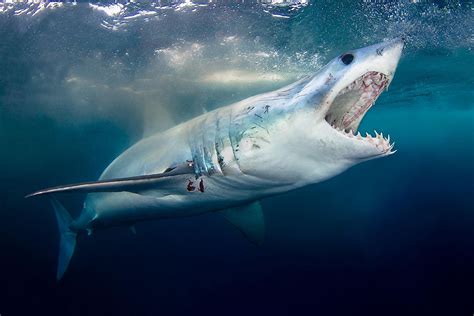 What Three Senses Do Sharks Have That Humans Dont Worldatlas
