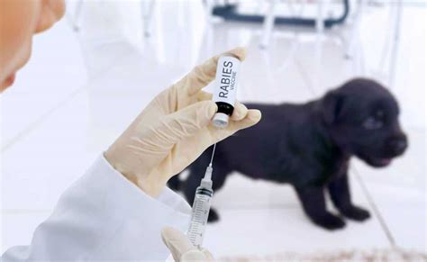 Puppy Vaccine Schedule What Shots Do Puppies Need Petsynse