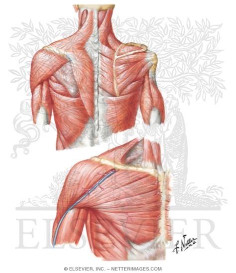 Leg muscles diagram muscle diagram lower leg muscles leg muscles anatomy anatomy bones muscle anatomy anatomy practice anatomy study medical muscles of upper extremity (posterior superficial view). Muscles Connecting Upper Limb to Vertebral Column Muscles ...