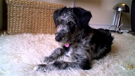 The bordoodle is a mixed breed dog — a cross between the border collie and poodle dog breeds. Lola the Bordoodle puppy Border Collie x mini poodle - YouTube