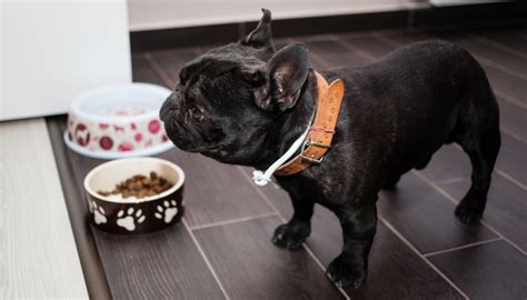 Here's the reality about french bulldog food (and all dog food, really): Best Dog Food for French Bulldogs: 7 Vet Recommended Brands