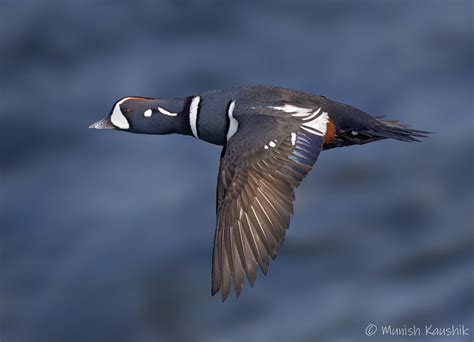 Harlequin Duck In Flight Do Follow Me At More At Flickr