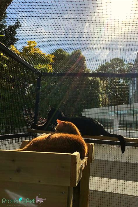 Check spelling or type a new query. Pin on Cat Enclosures Around the UK