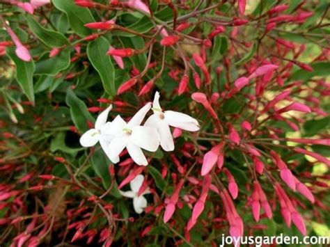 How To Care For The Sweet Pink Jasmine Everybody Loves