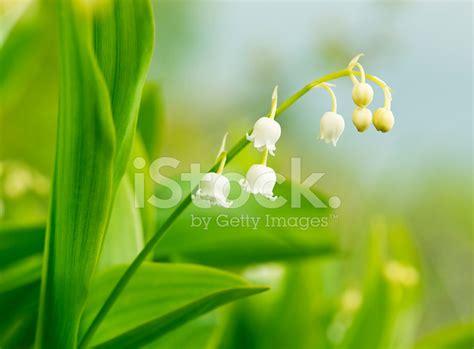 Lily Of The Walley Convallaria Majalis Stock Photos