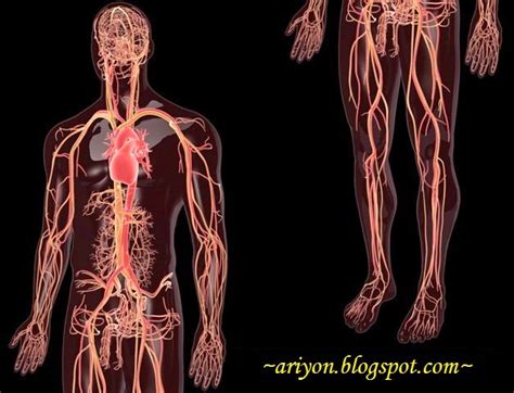 Kurang darah adalah gejala yang mewakili akan adanya penyakit lain yang akan timbul dikemudian hari. Ariyon Stuff: Cara Mengesan JIN di dalam Tubuh Badan Kita