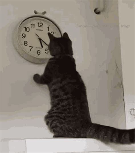 Cat Alarm Clock Gif On Imgur My Xxx Hot Girl