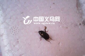 This is a living chinese dictionary that lets you contribute your chinese learning experience to the community. 家中突现黑色小虫子 这种像"尸蹩"的虫子到底是什么？-黑色小虫子-义乌新闻