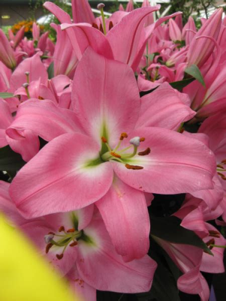Buy Lily Bulbs Table Dance Oriental Trumpet Lily Gold Medal Winning