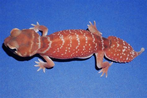 Nlf22104 Red Hypo Smooth Knobtail Gecko Nephrurus Levis Levis