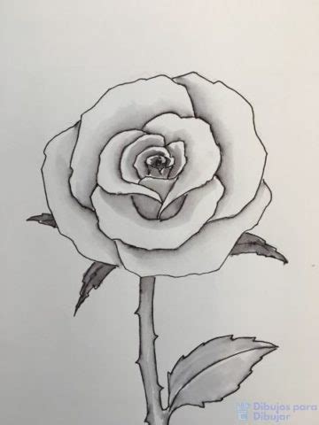 Dibujos De Rosas Lindos Trazos Florales