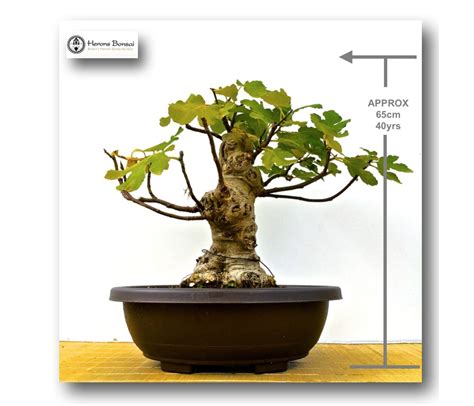 More than five years after our first post about the trend, #fiddleleaffig is still d. Ficus carica 'Common Fig' | Fruiting Edible Fig Bonsai Tree