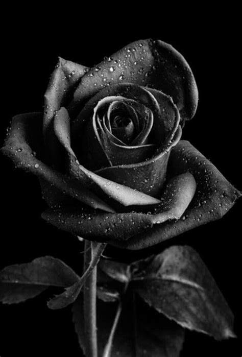 pin de leticia birto em szep rozsak flores preto