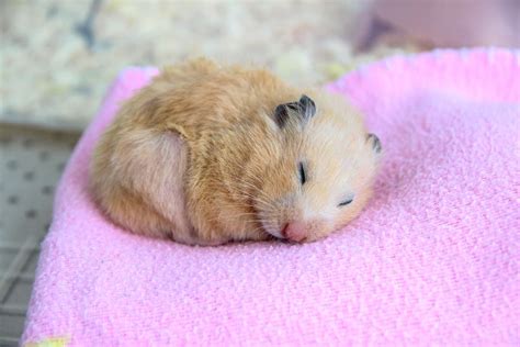 Are Hamsters Nocturnal Small Animal Pets