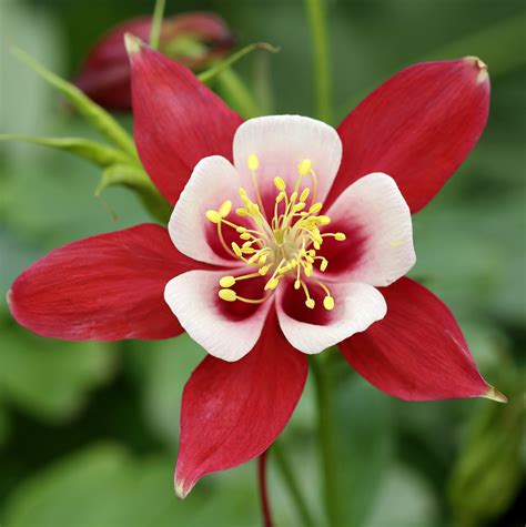 25 Types Of Red Wildflowers In The United States Bird Watching Hq