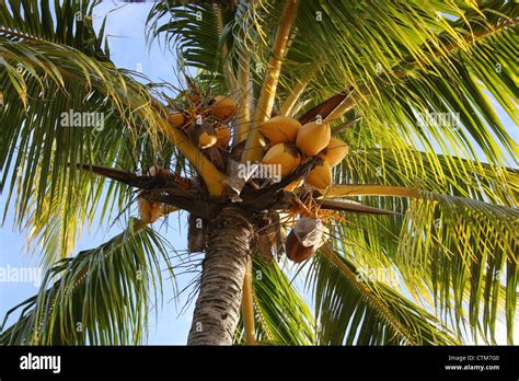 A Coconut Tree In Mauritius Stock Photo Alamy