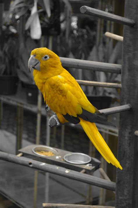 Gambar : alam, paruh, kuning, fauna, burung tropis, macaw, bertulang