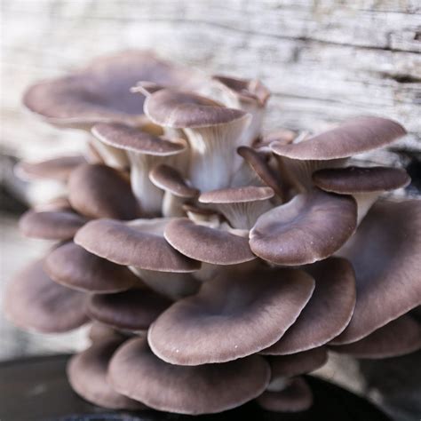 Pink Oyster Mushrooms Cluster Or Trimmed Uk Next Day Delivery