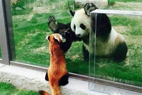 Científicos Chinos Revelan Razón De Evolución De Pandas Gigantes Y