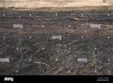 Consequences Of Arson Dry Grass Aftermath Of Natural Disasters After A