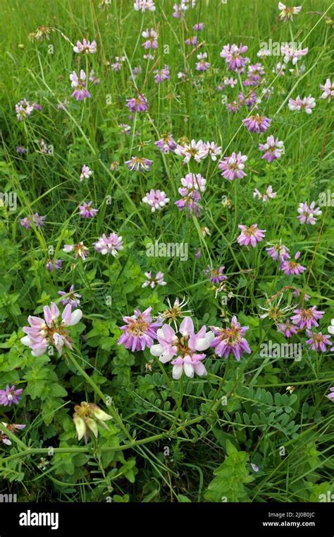 Crown Vetch Coronilla Varia Securigera Varia Stock Photo Alamy