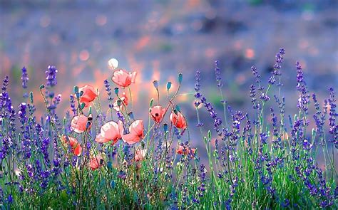 Lavender And Poppies 2 By Thepaulaproject On 365 Plant Aesthetic
