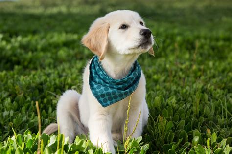 Cute Videos Of Golden Retriever Puppies Popsugar Pets