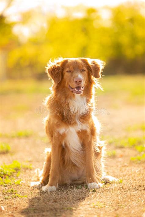 Beautiful Golden Retriever Dog Breed Stock Image Image Of Pretty
