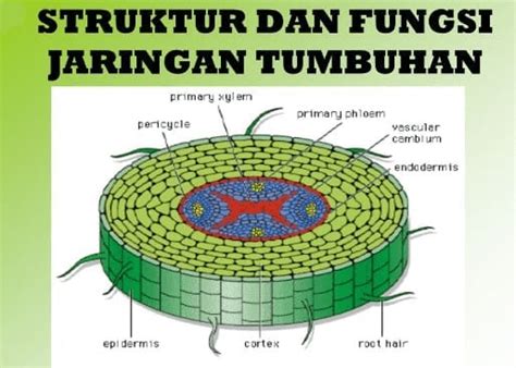 Jaringan Tumbuhan : Pengertian, Ciri, Dan Macam Serta Fungsinya Lengkap