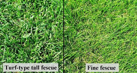 Tall Fescue Is A Cool Season Grass Well Adapted To Sunny Or Partially