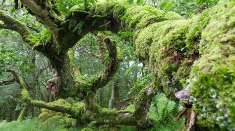 Postcards From Ireland The Moss Covered Forests Of Cong