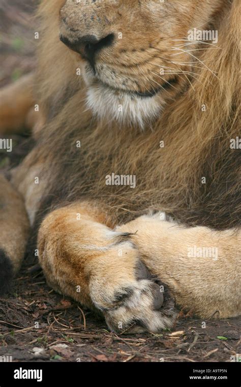 Male Asiatic Lion Paws Stock Photo Alamy