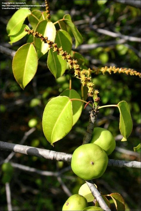 Fruits of the poisonous tree phrase. PlantFiles Pictures: Manchineel, Poison Guava, Poison ...