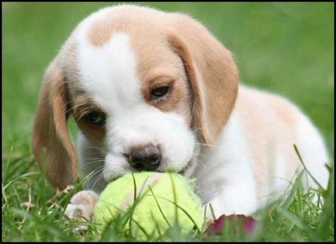 Blonde Beagle Puppies | PETSIDI