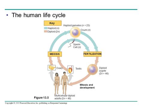 Human Life Cycle Diagram Quizlet