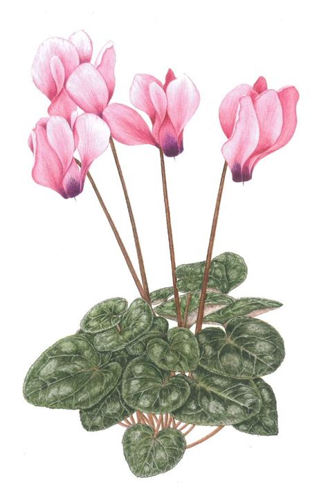 Image Result For Cyclamen Botanical Illustration Botanical Drawings