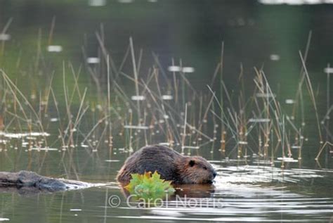 Canadian Beaver Carol Norris Photography