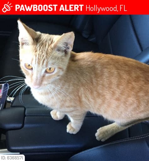 Lost Male Cat In Hollywood Fl 33020 Named Buddy Id 6368571 Pawboost