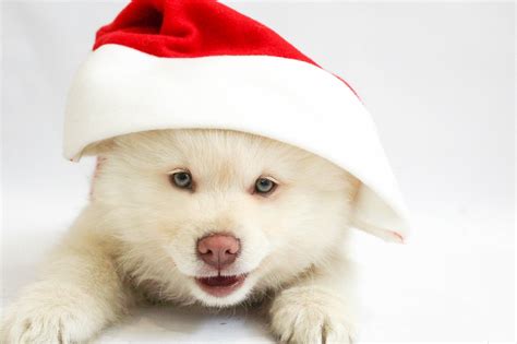 Christmas Puppy Dog Free Photo On Pixabay Pixabay