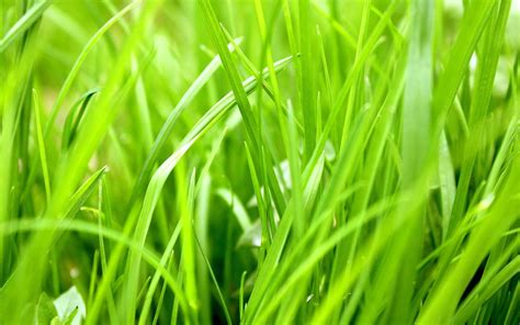 Grass Wallpapers For Android Apk Download